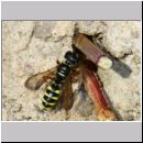 Cerceris quinquefasciata - Knotenwespe 03a 9mm vor dem Nesteingang - OS-Hasbergen Lehmhuegel.jpg